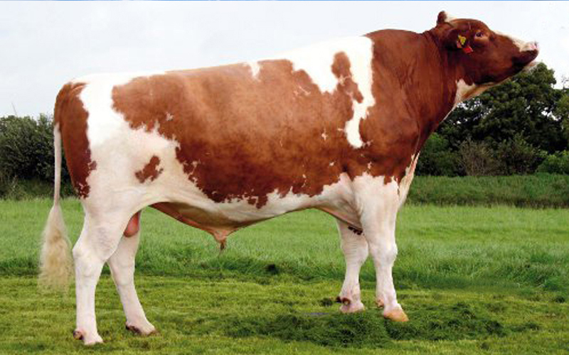 Red Holstein Anadolu Hayvancılık