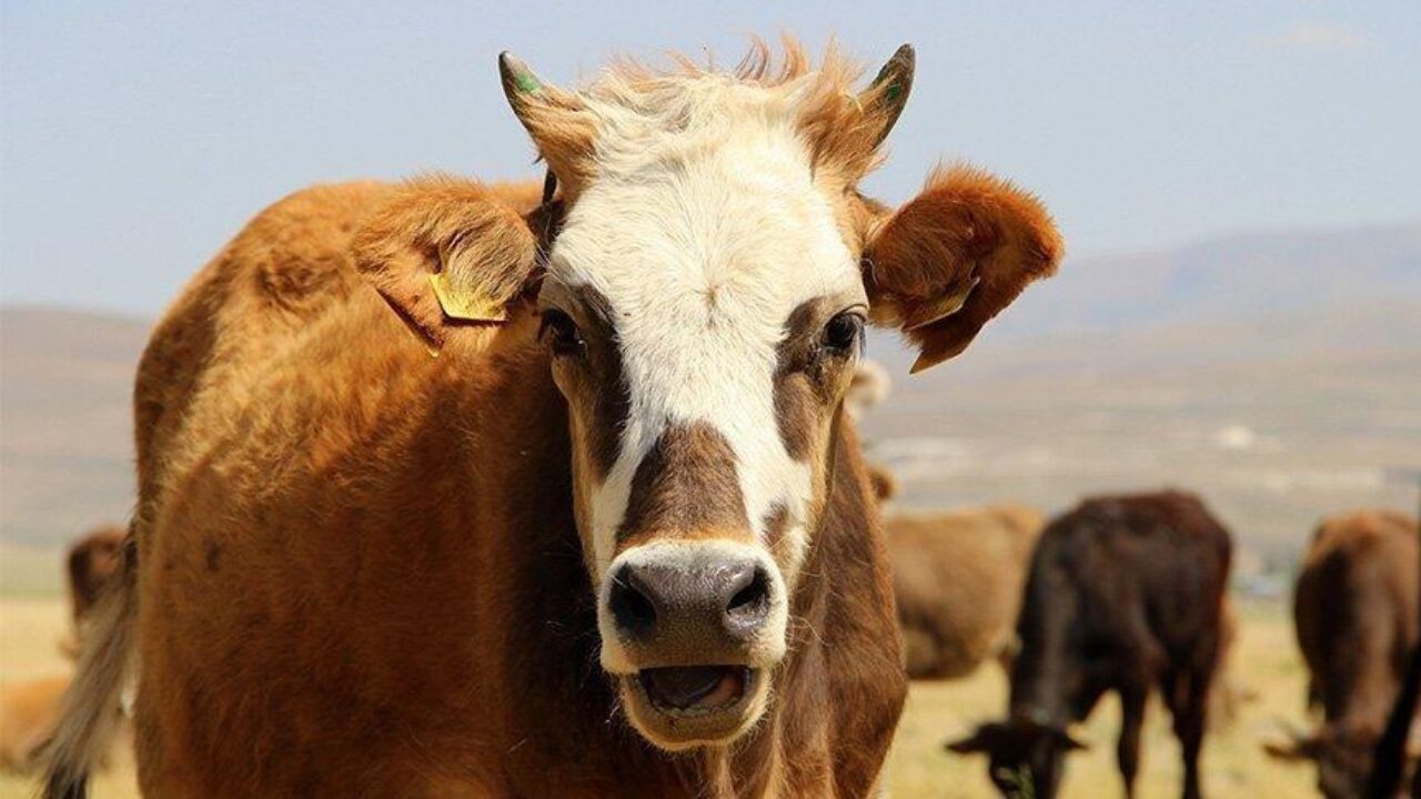 Sığırlarda Boynuz Köreltme