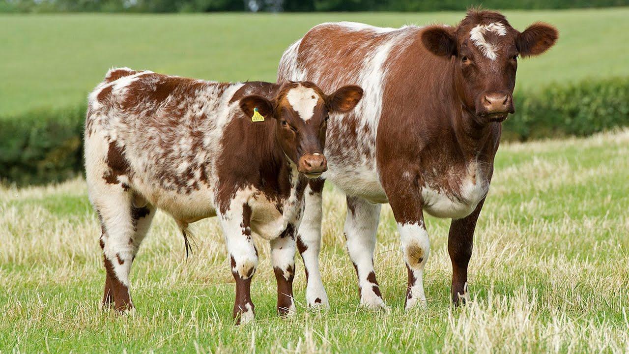 Shorthorn Sığır Irkı Özellikleri ve Yetiştiriciliği