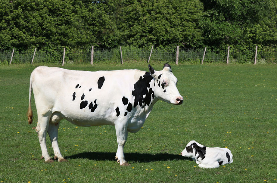 Calf Recumbency Sendromu Nedir - Belirtileri Nelerdir